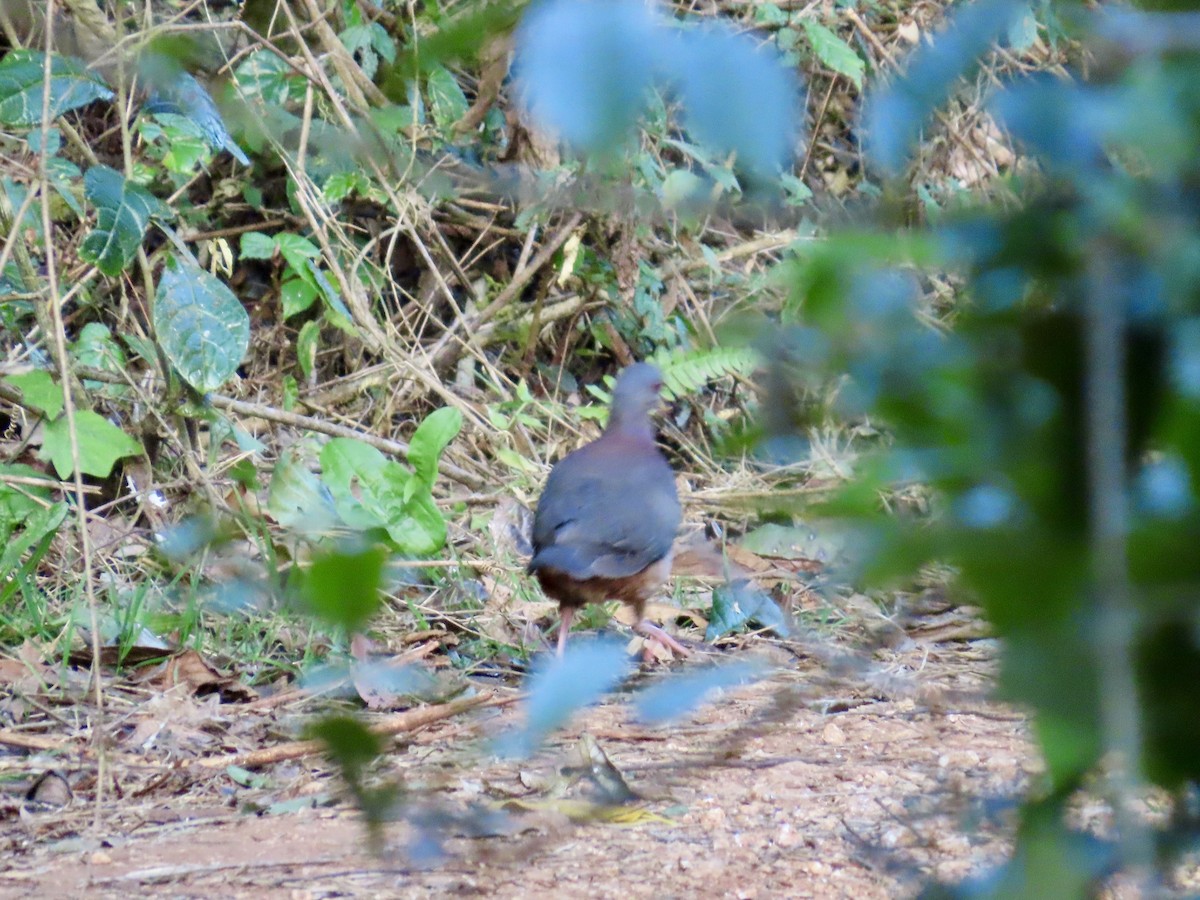 White-fronted Quail-Dove - ML633567996