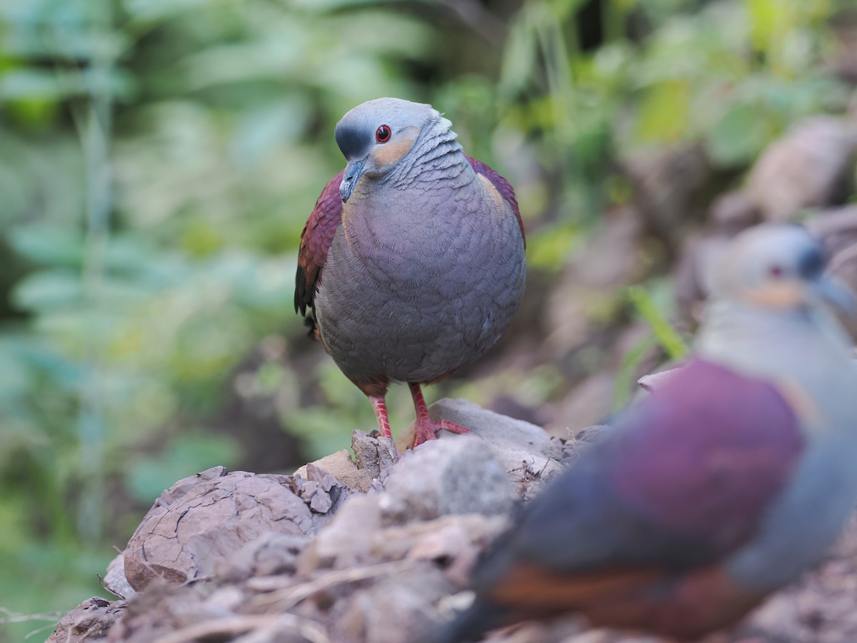 Crested Quail-Dove - ML633568016