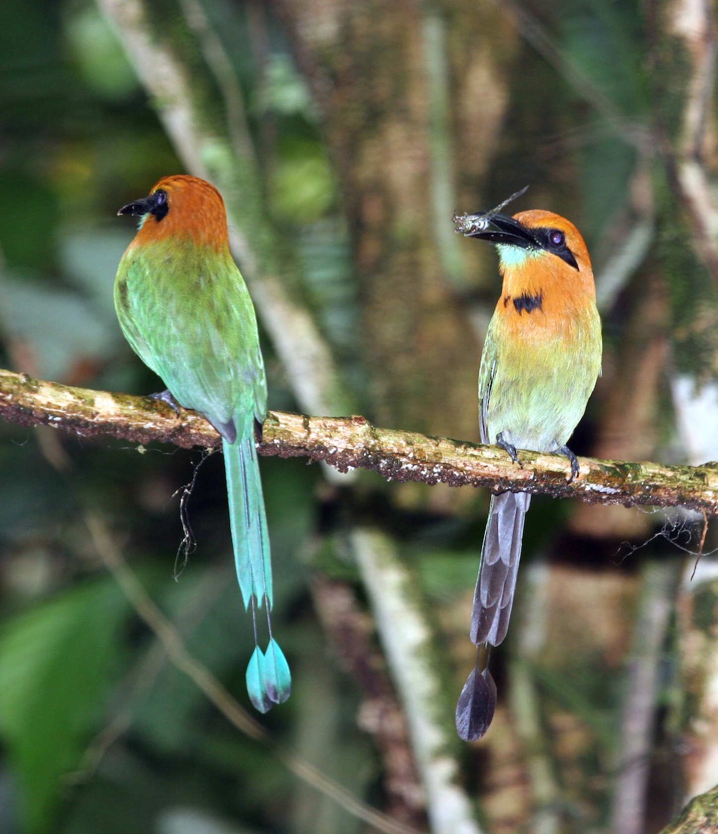 Broad-billed Motmot - ML633568064