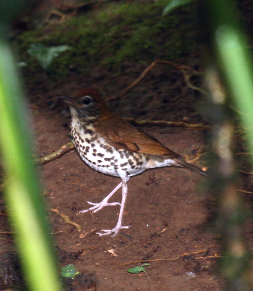 Wood Thrush - ML633568116