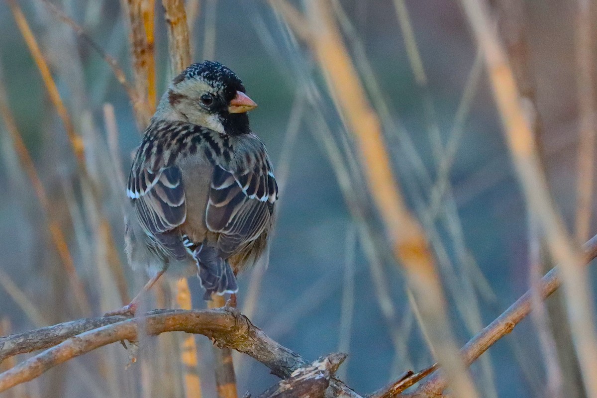 Harris's Sparrow - ML633568187