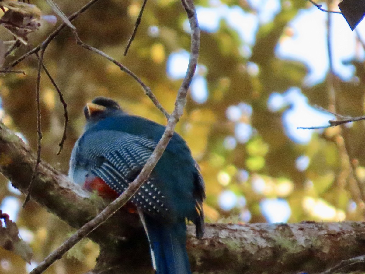 Hispaniolan Trogon - ML633568191