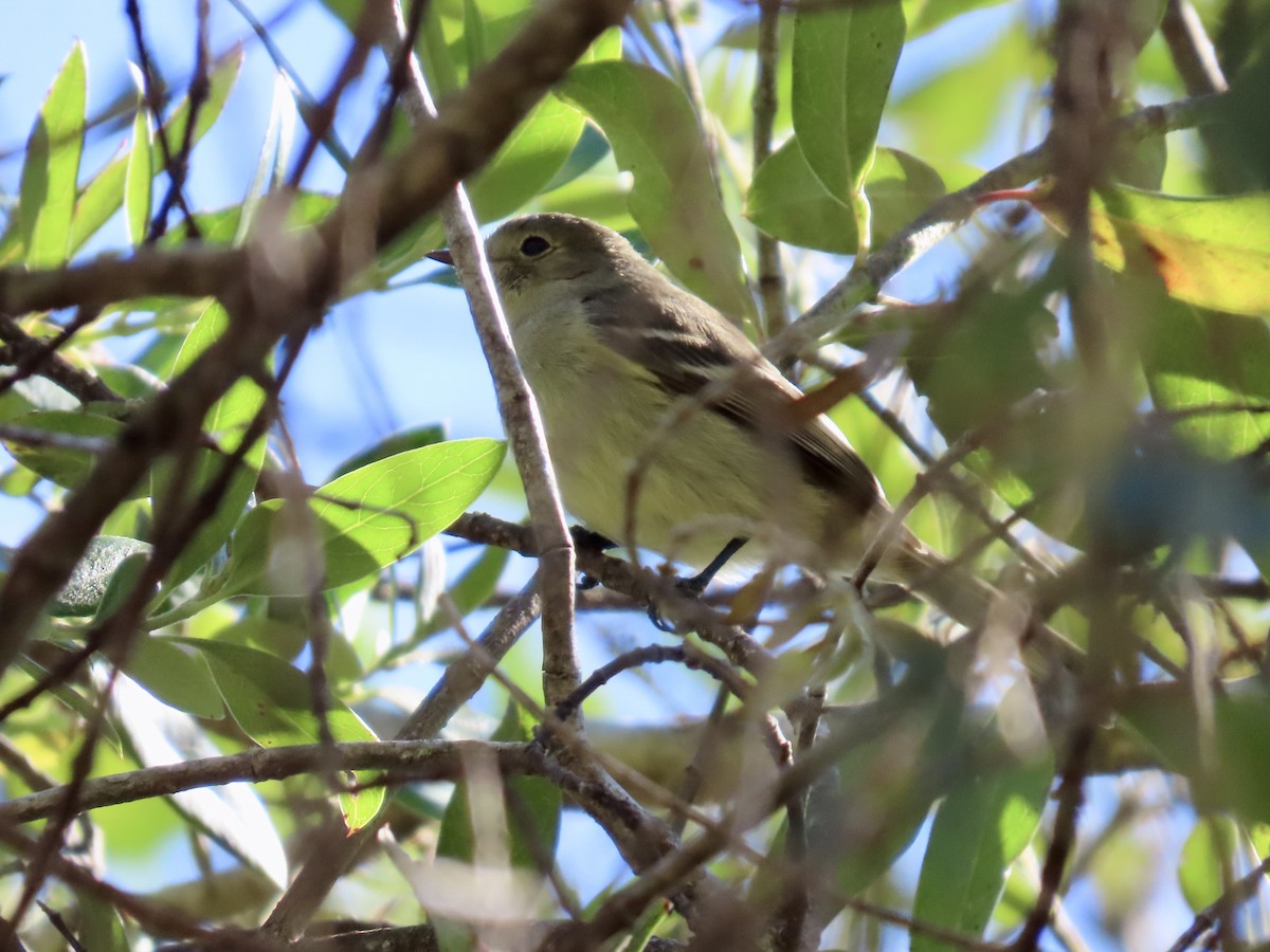 Greater Antillean Elaenia - ML633568232