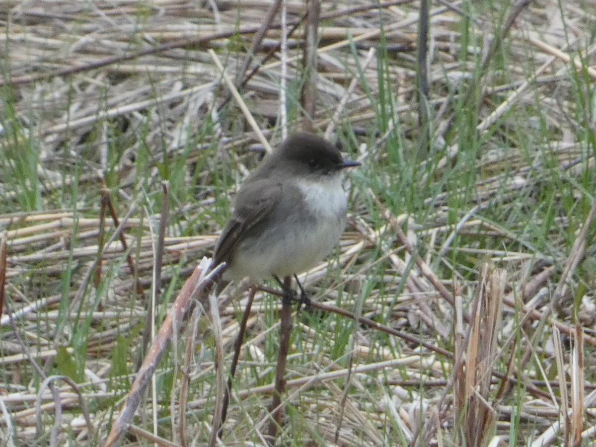 Eastern Phoebe - ML633568272