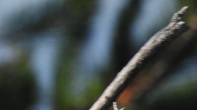 Eastern Wood-Pewee - ML633568312