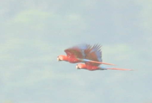 Scarlet Macaw - ML633568326