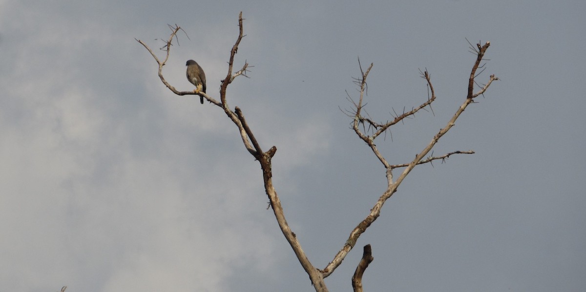 Roadside Hawk - ML633568340