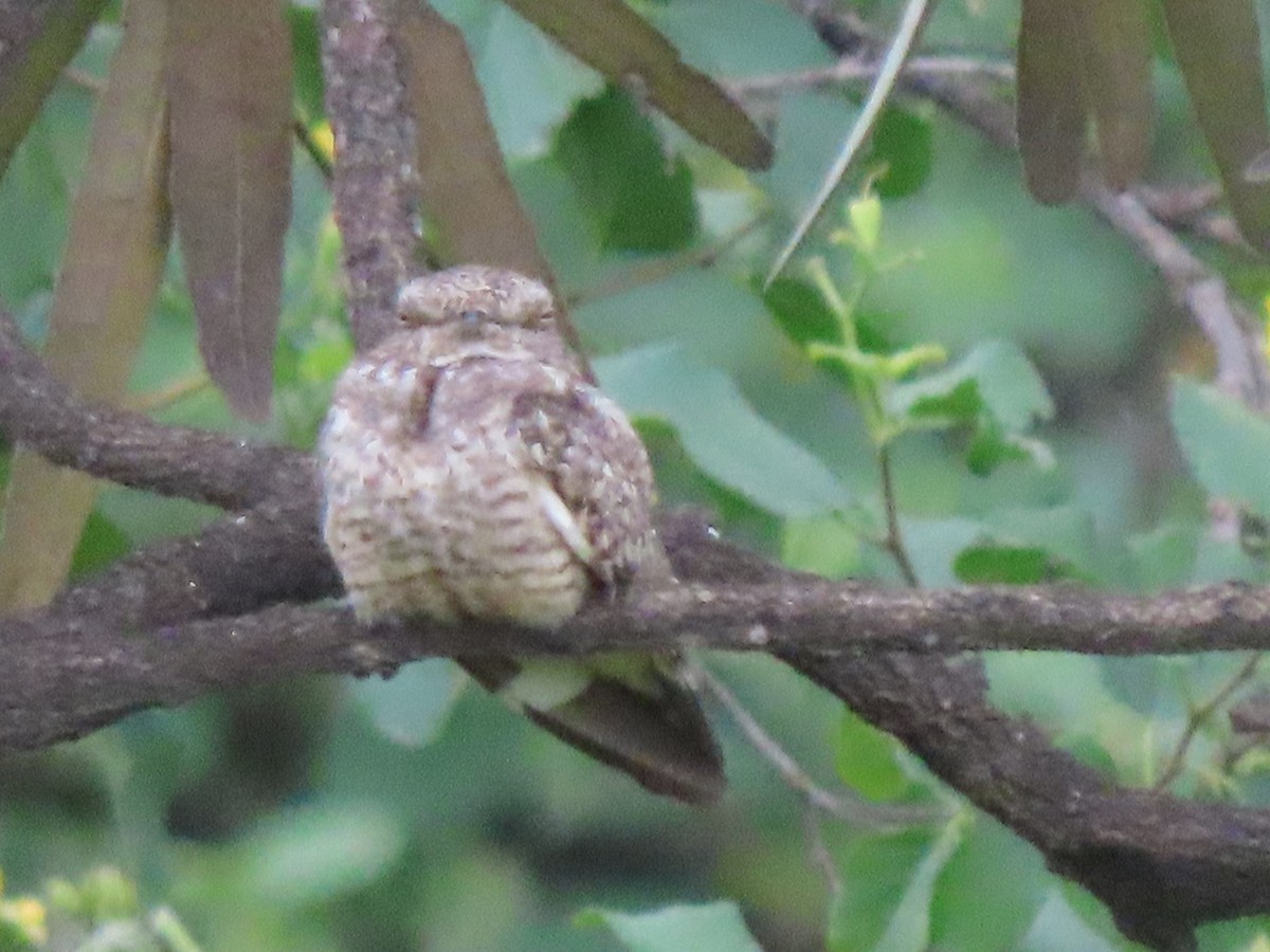 Scrub Nightjar - ML633568397