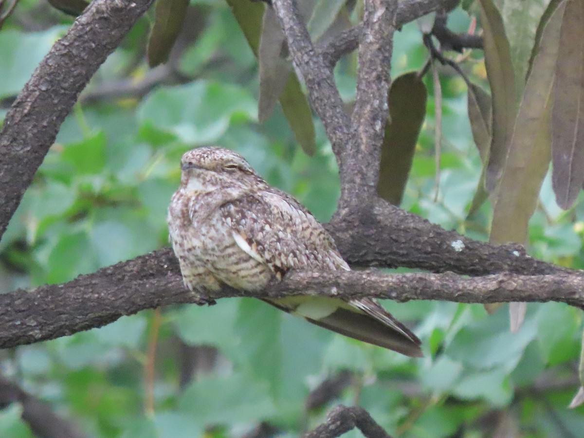 Scrub Nightjar - ML633568399