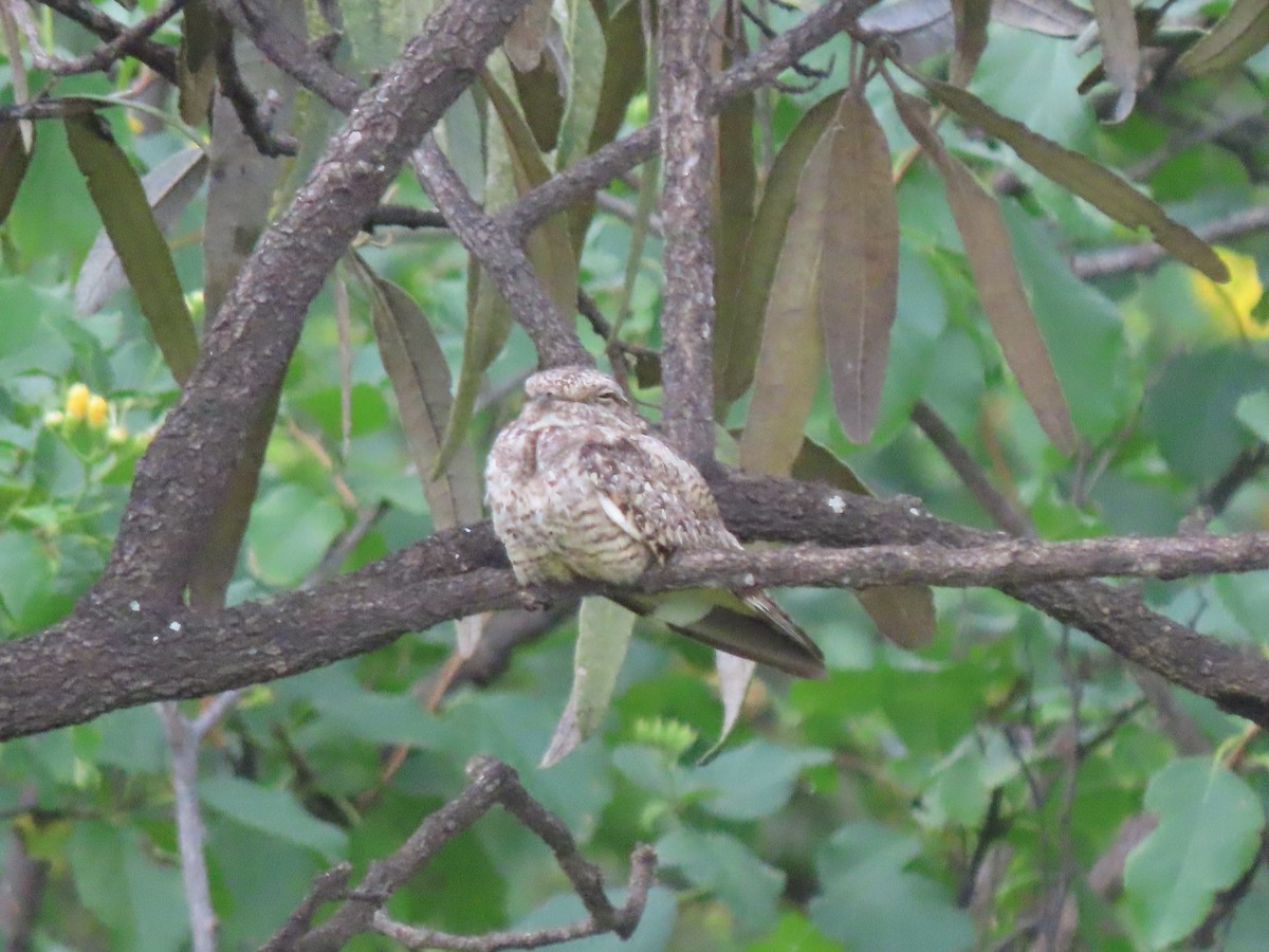 Scrub Nightjar - ML633568400