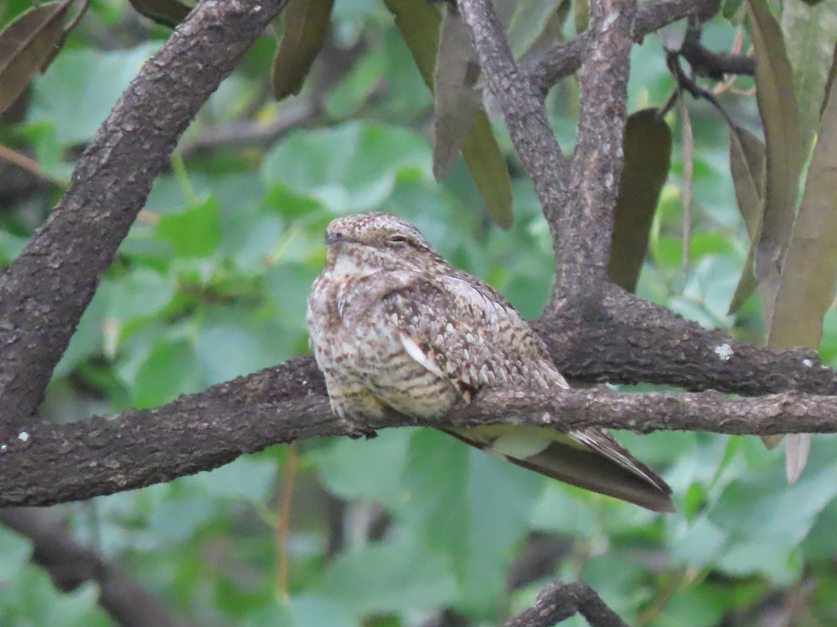 Scrub Nightjar - ML633568401