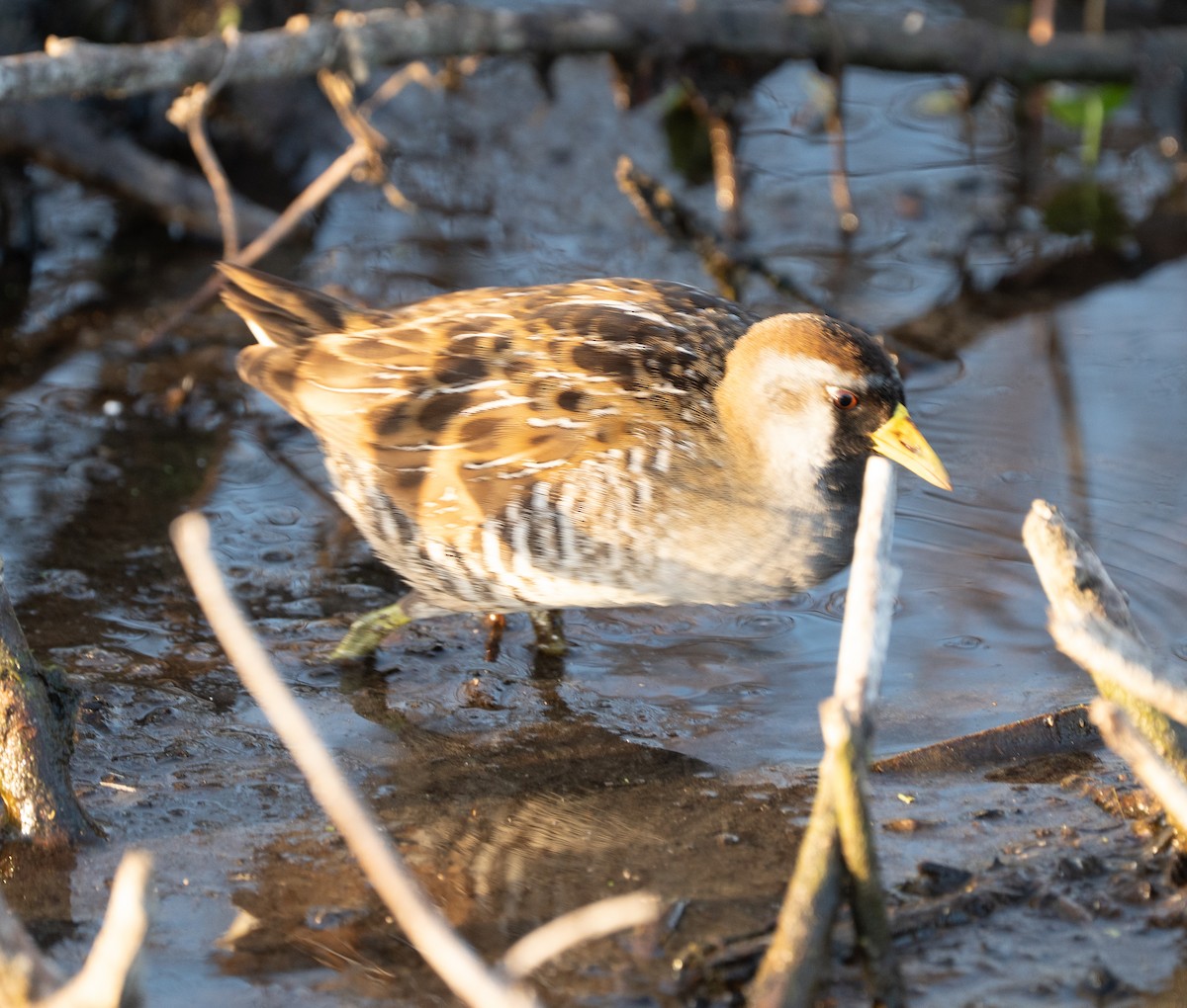 eBird Checklist - 11 Apr 2025 - Lake Apopka Wildlife Drive - 73 species