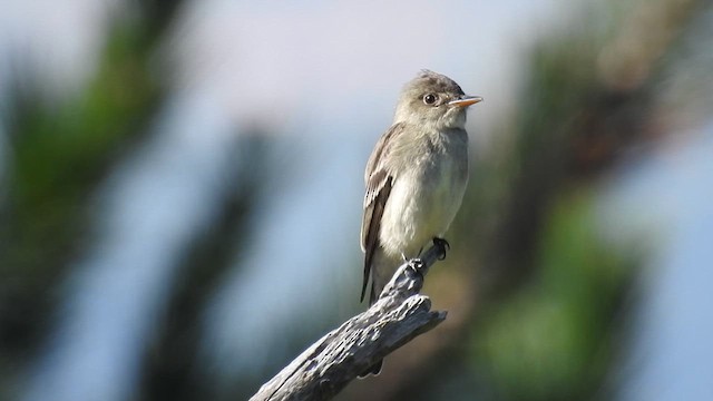 Eastern Wood-Pewee - ML633568410