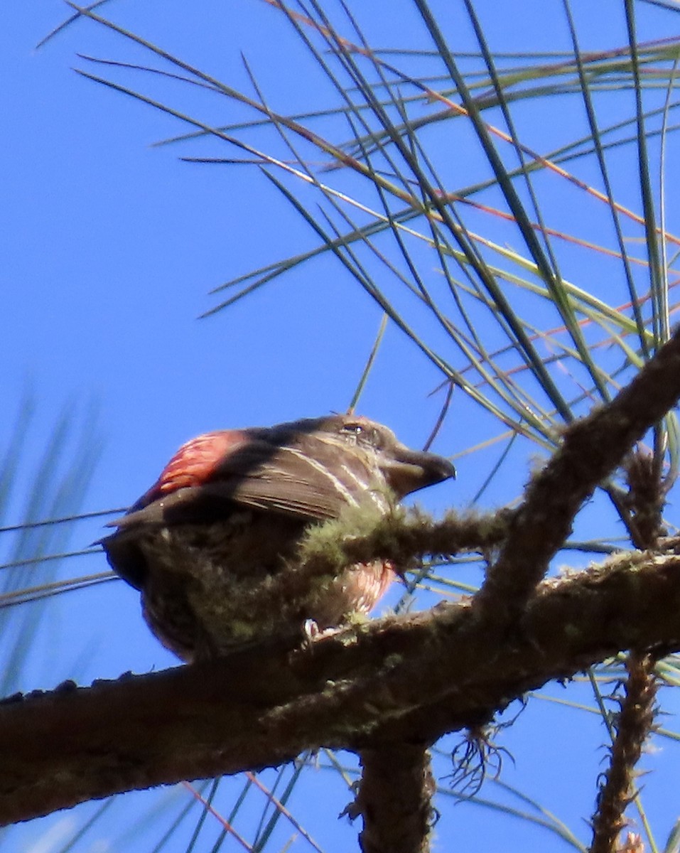 Hispaniolan Crossbill - ML633568437