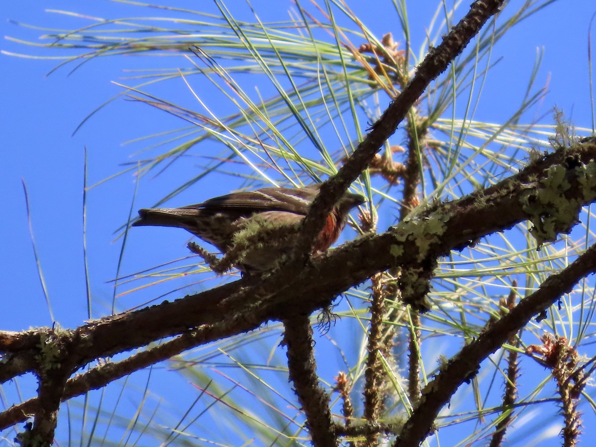 Hispaniolan Crossbill - ML633568438