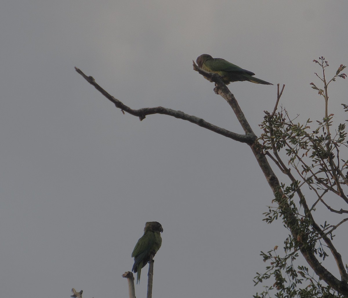 Brown-throated Parakeet - ML633568443