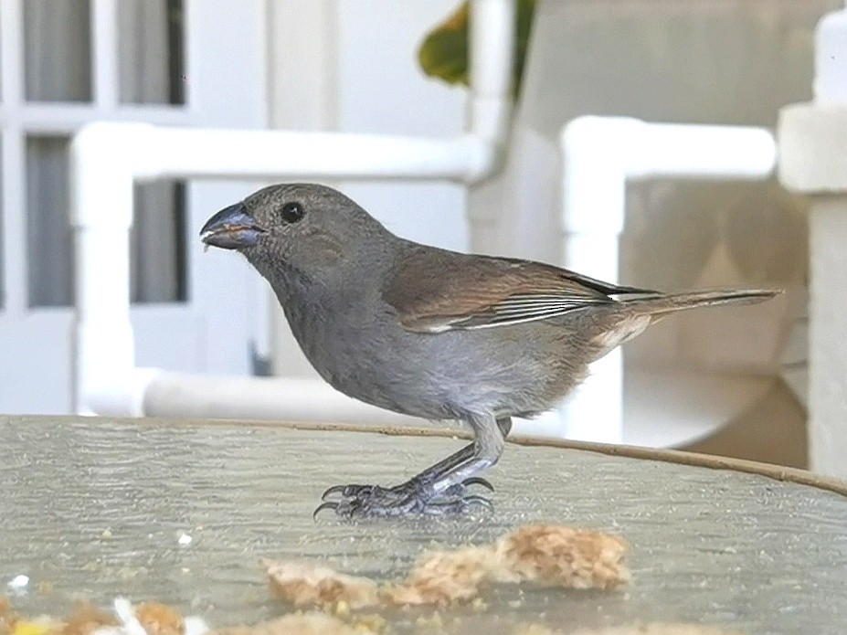 Barbados Bullfinch - ML633568450