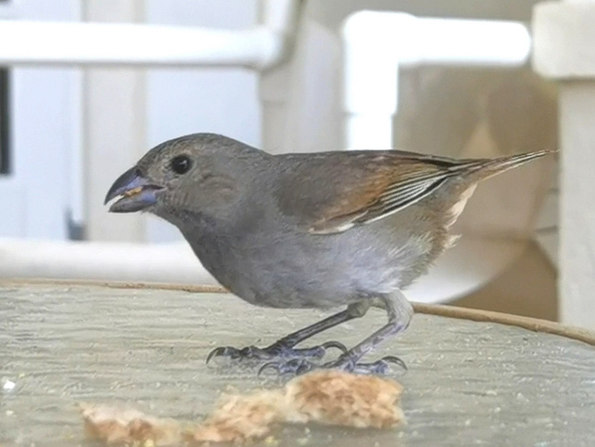 Barbados Bullfinch - ML633568451