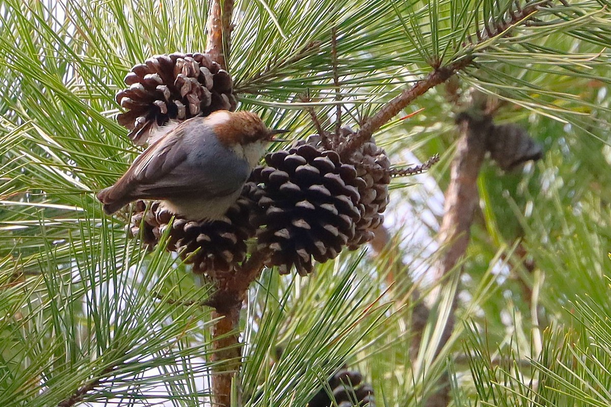 Brown-headed Nuthatch - ML633568485
