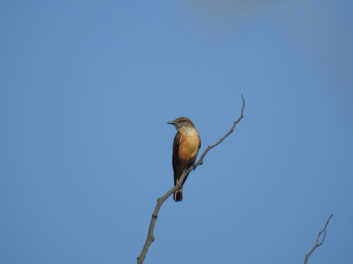 Streak-throated Bush-Tyrant - ML633568522