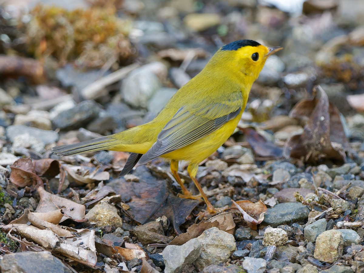 Wilson's Warbler - ML633568523