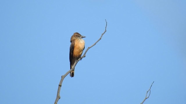 Streak-throated Bush-Tyrant - ML633568571