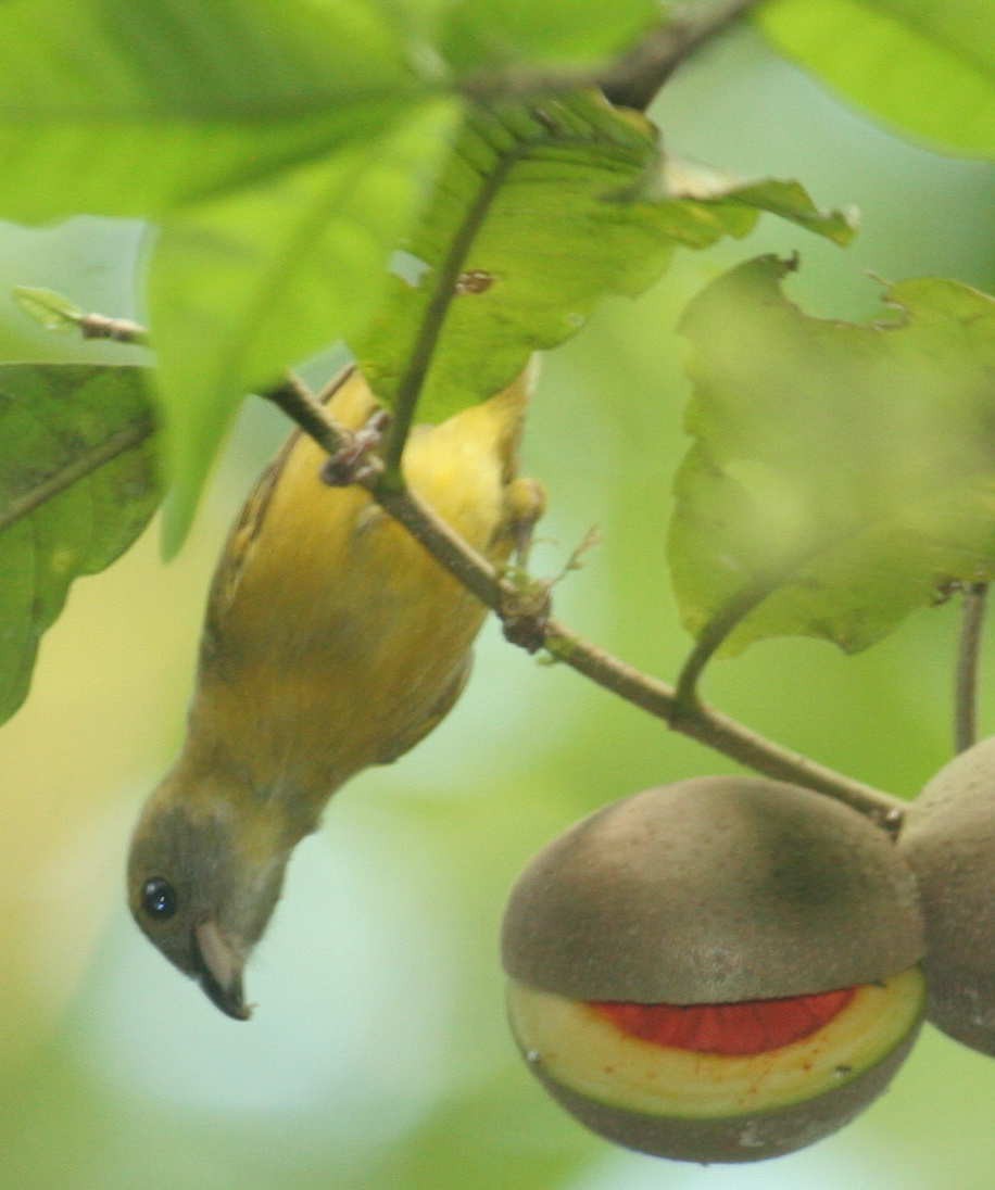 Yellow-throated Euphonia - ML633568615