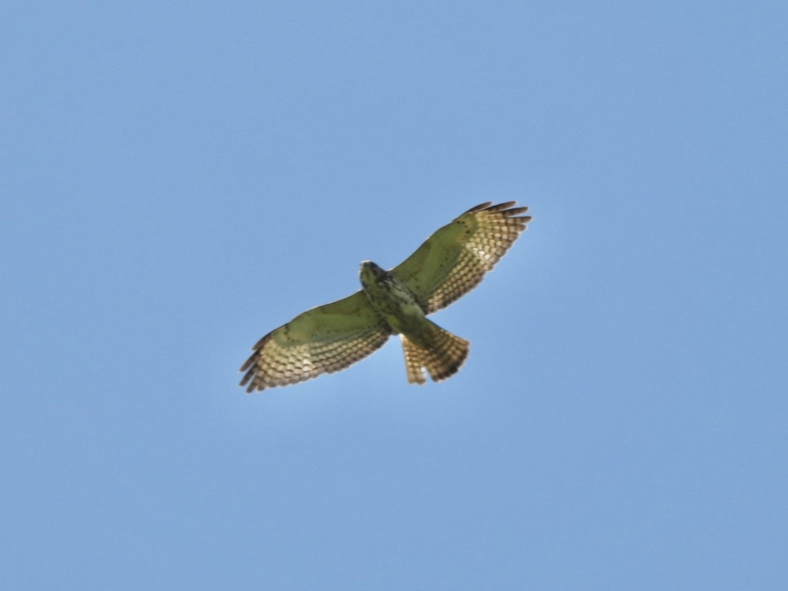 Broad-winged Hawk - ML633568675