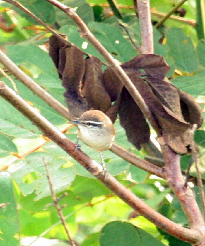 Cabanis's Wren - ML633568697