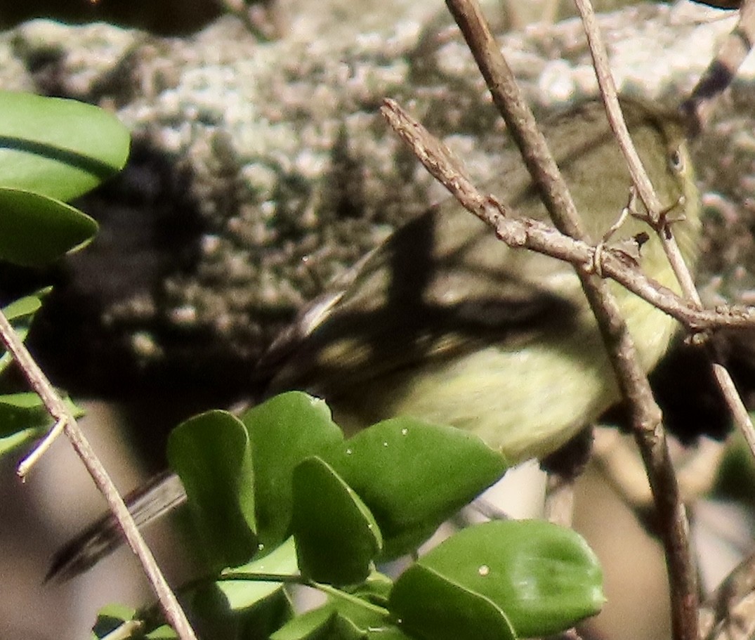 Flat-billed Vireo - ML633568701