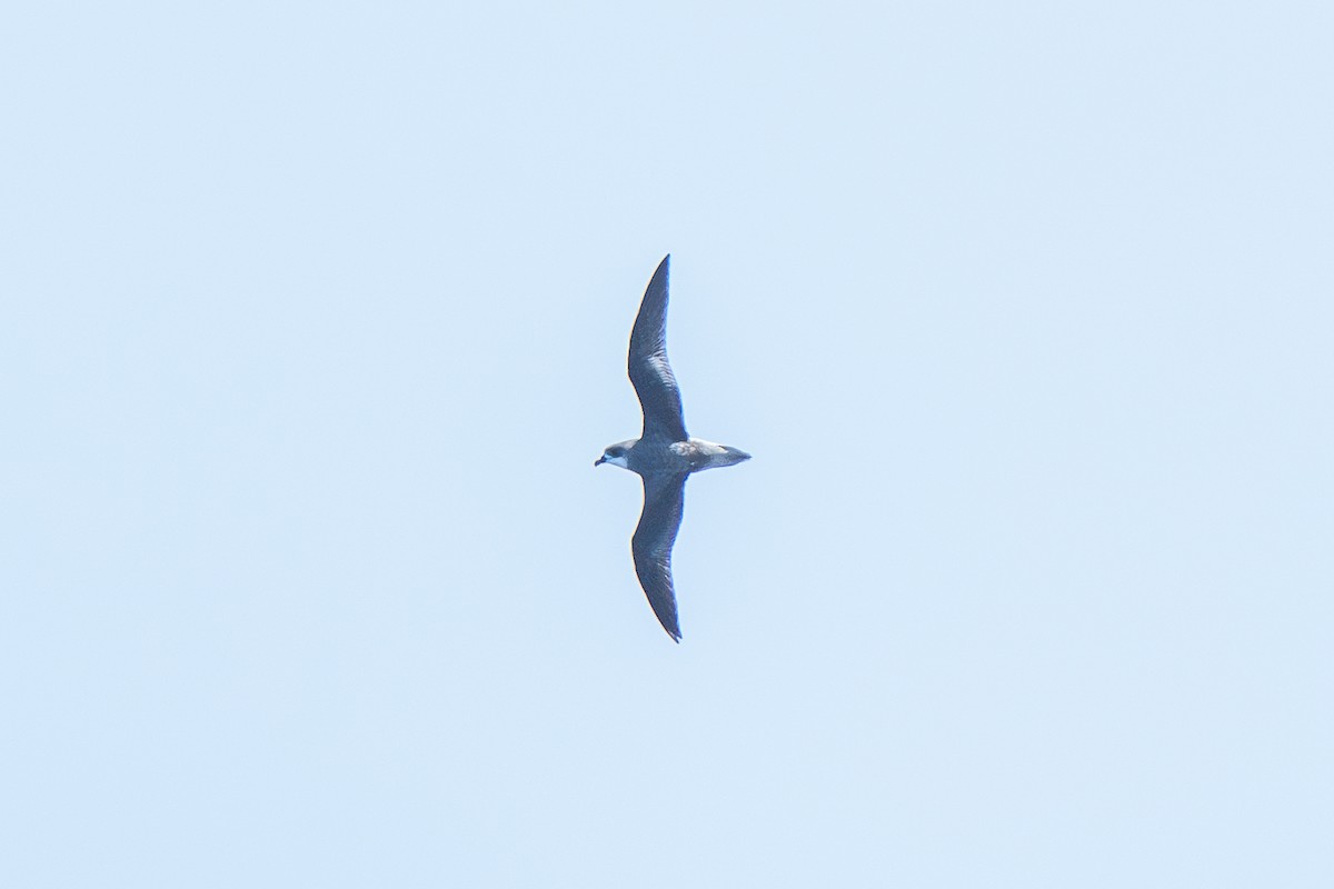 Soft-plumaged Petrel - ML633568722