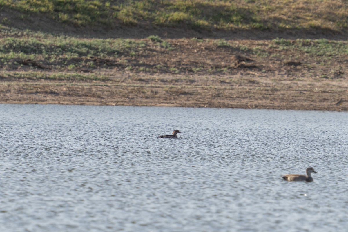 Hooded Merganser - ML633568724