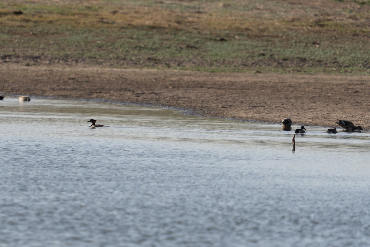 Gadwall - ML633568728