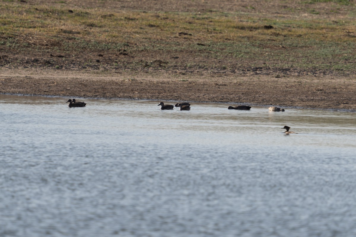 Gadwall - ML633568730