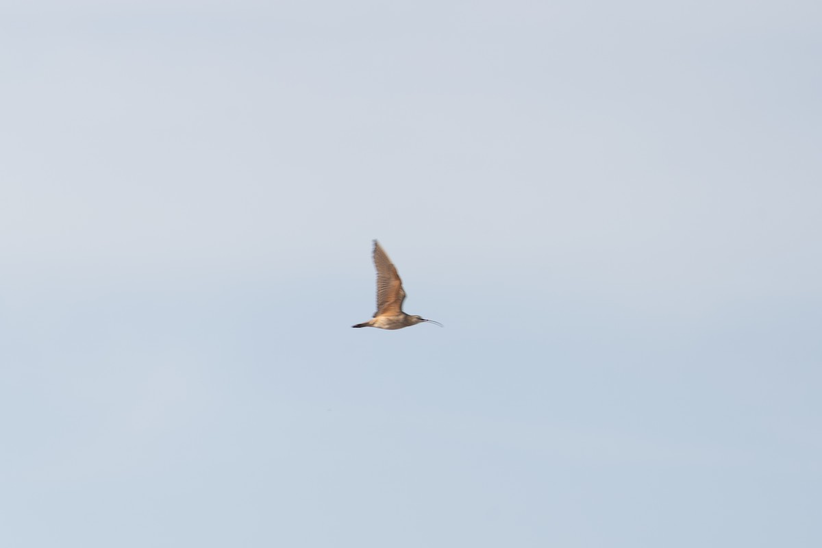Long-billed Curlew - ML633568745