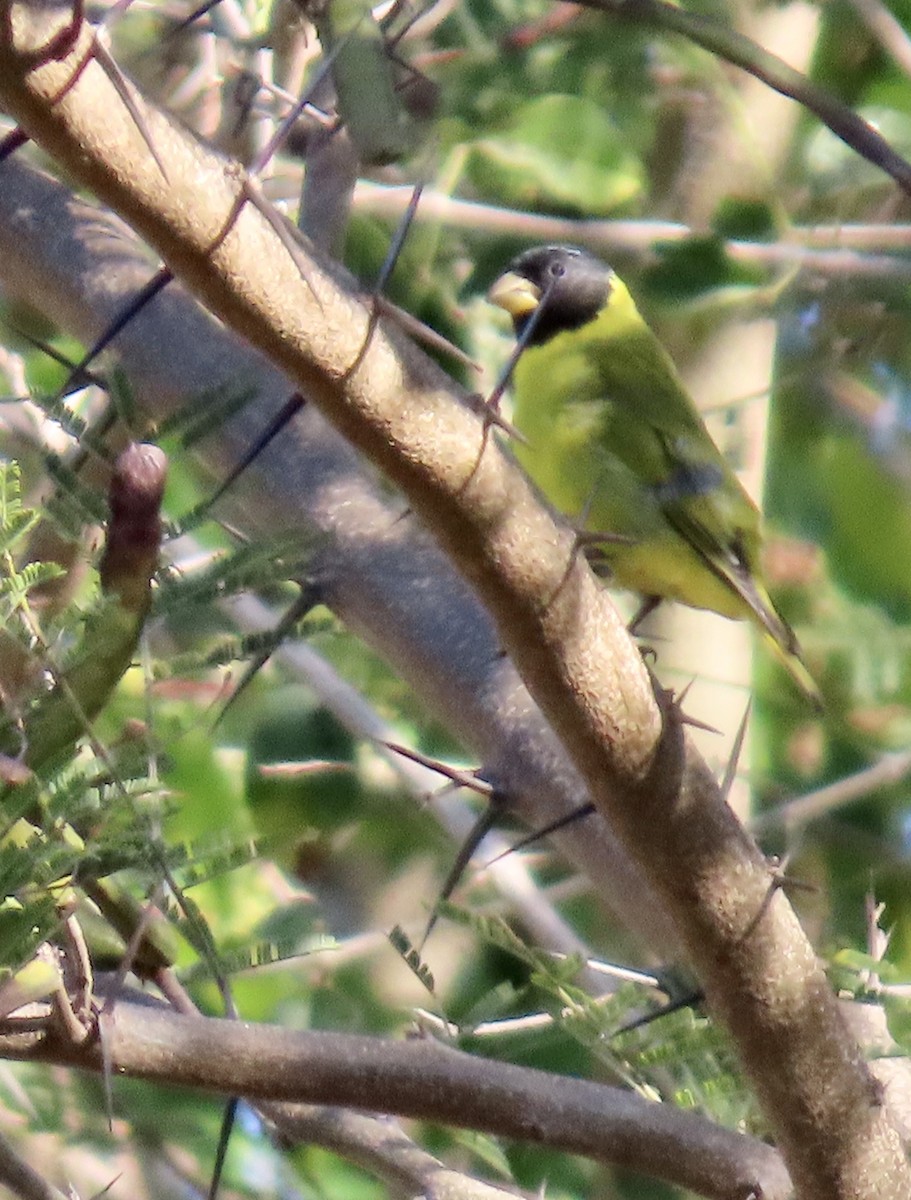 Antillean Siskin - ML633568746