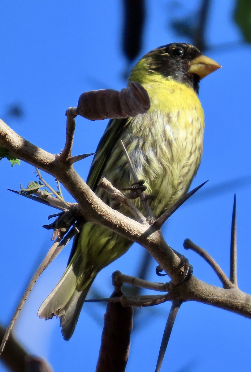 Antillean Siskin - ML633568747