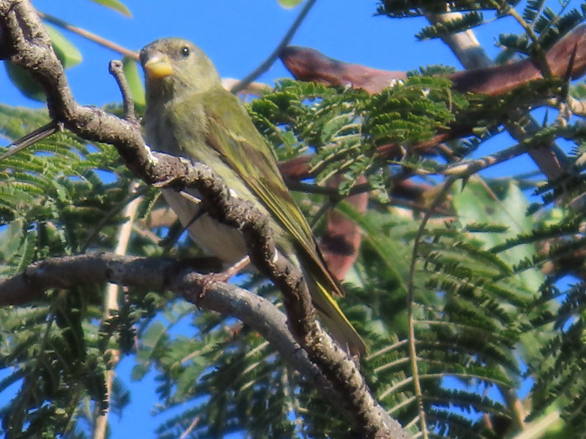Antillean Siskin - ML633568748