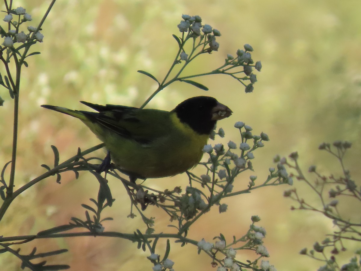 Antillean Siskin - ML633568749