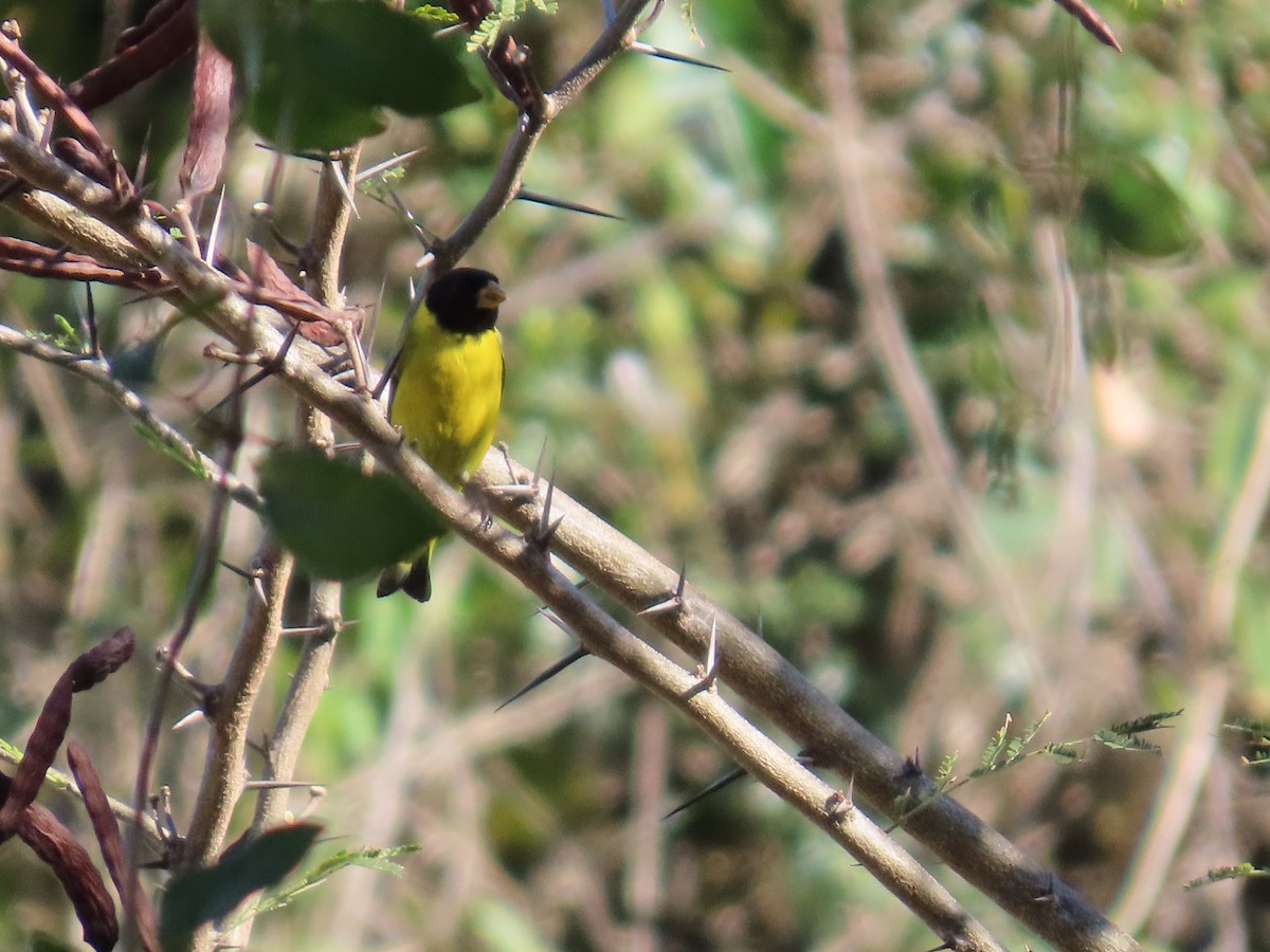 Antillean Siskin - ML633568750
