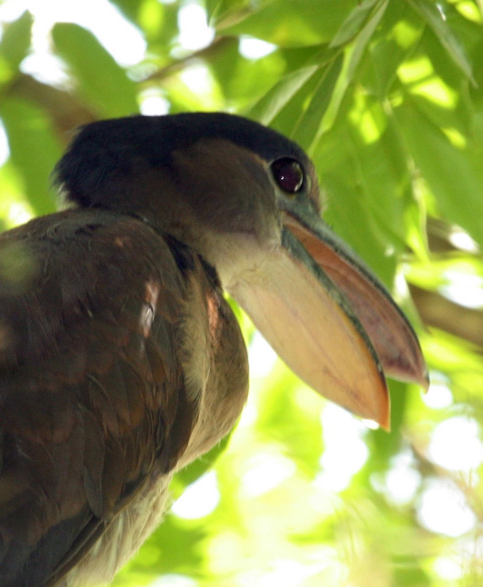 Boat-billed Heron - ML633568757
