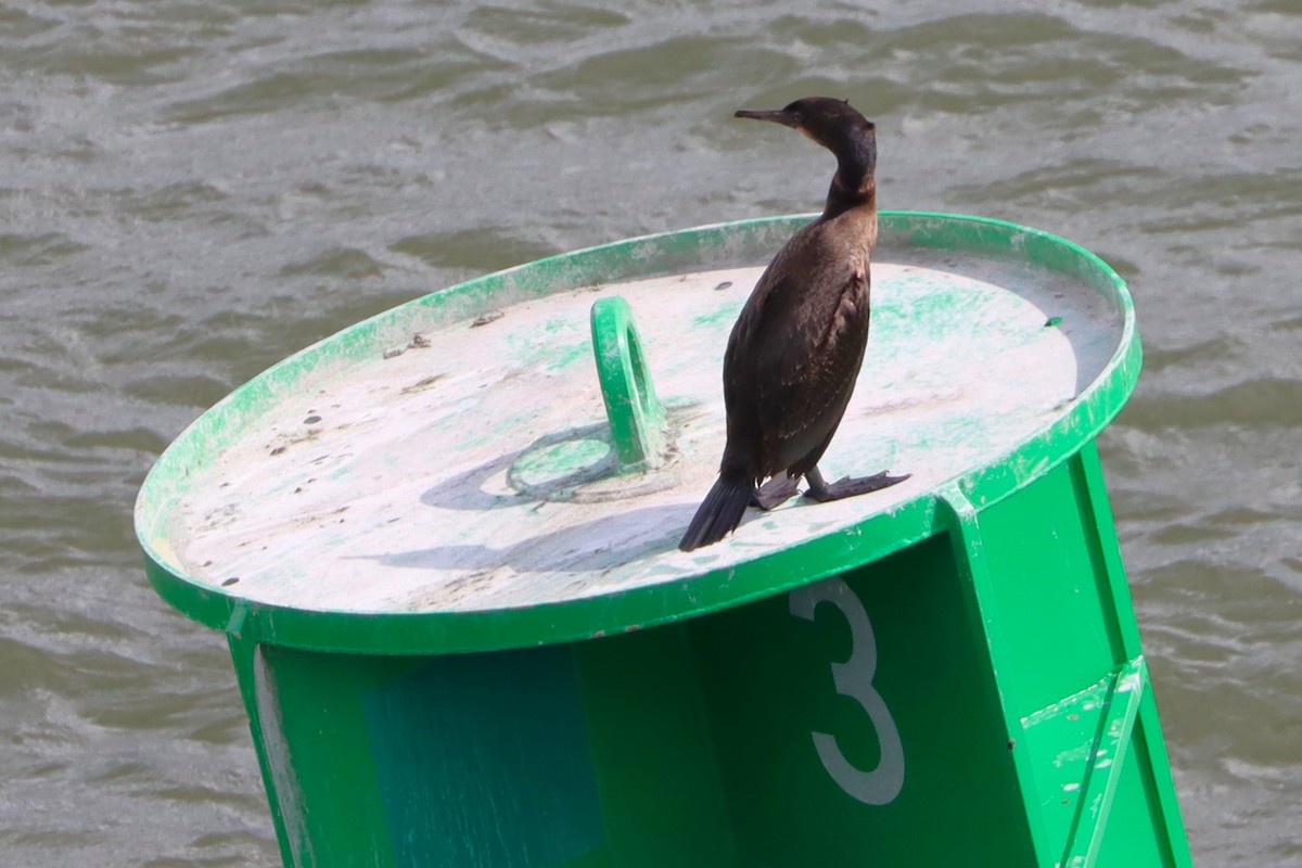 Cormoran de Brandt - ML633568788