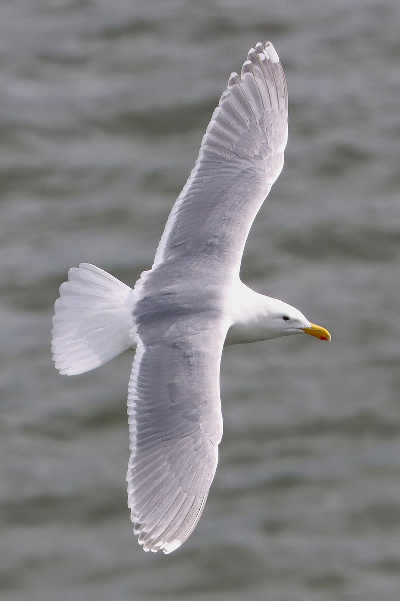Goéland à ailes grises - ML633568813