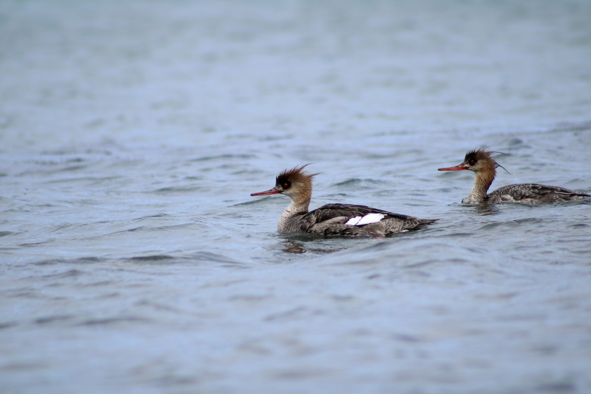 Сэвгэр бохио - ML633568909