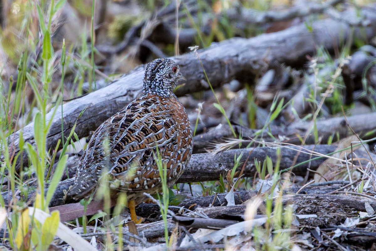 Painted Buttonquail - ML633568926