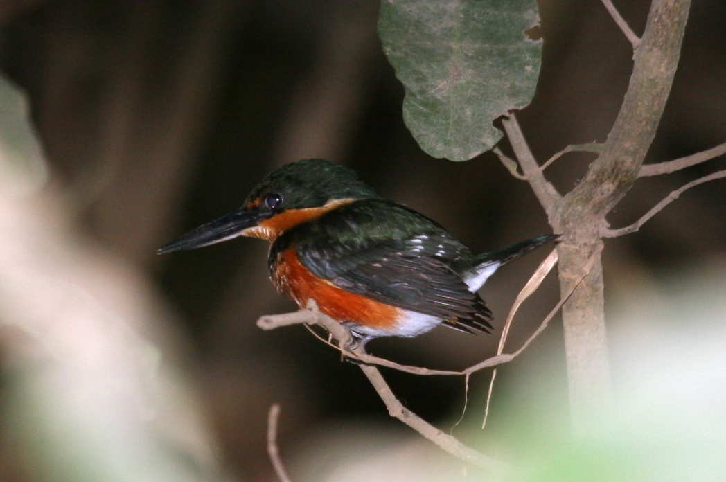 American Pygmy Kingfisher - ML633568927