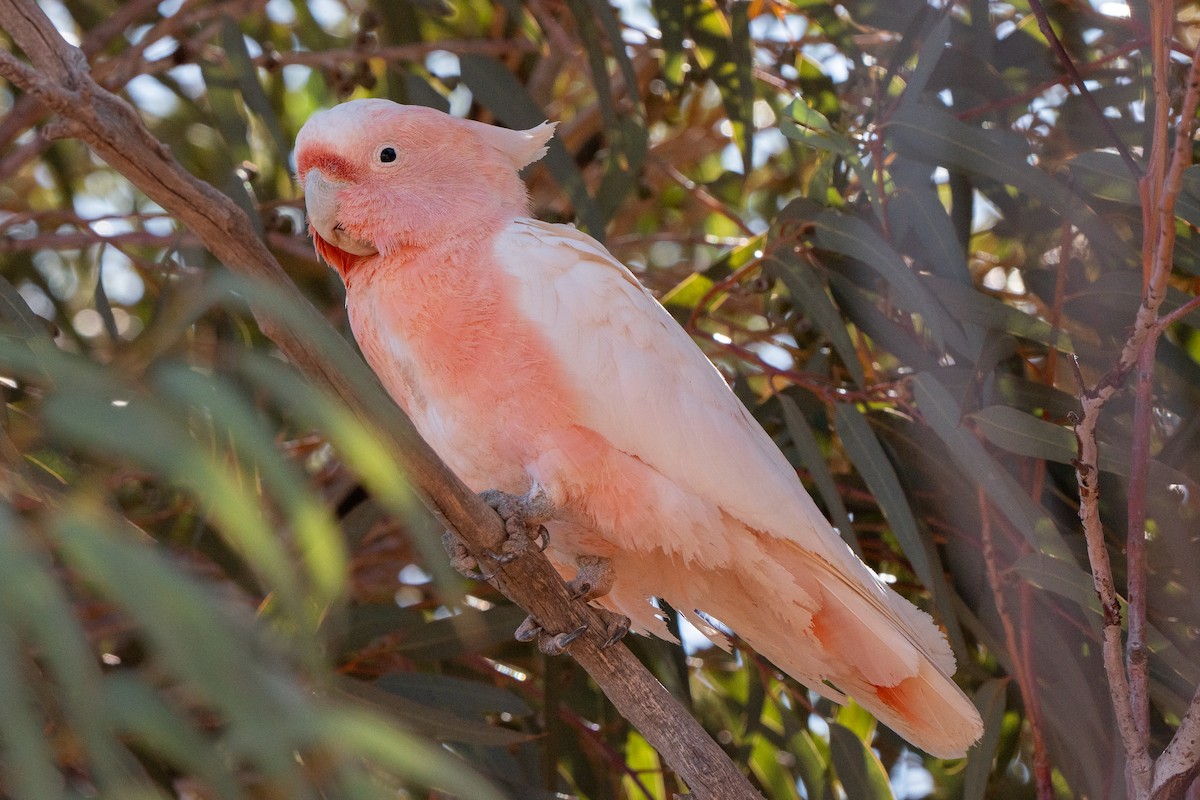 Pink Cockatoo - ML633568940