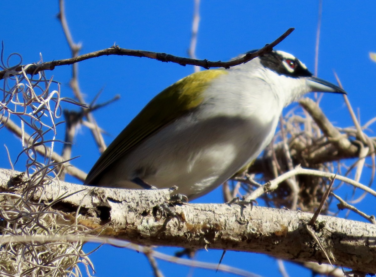 Black-crowned Palm-Tanager - ML633569043