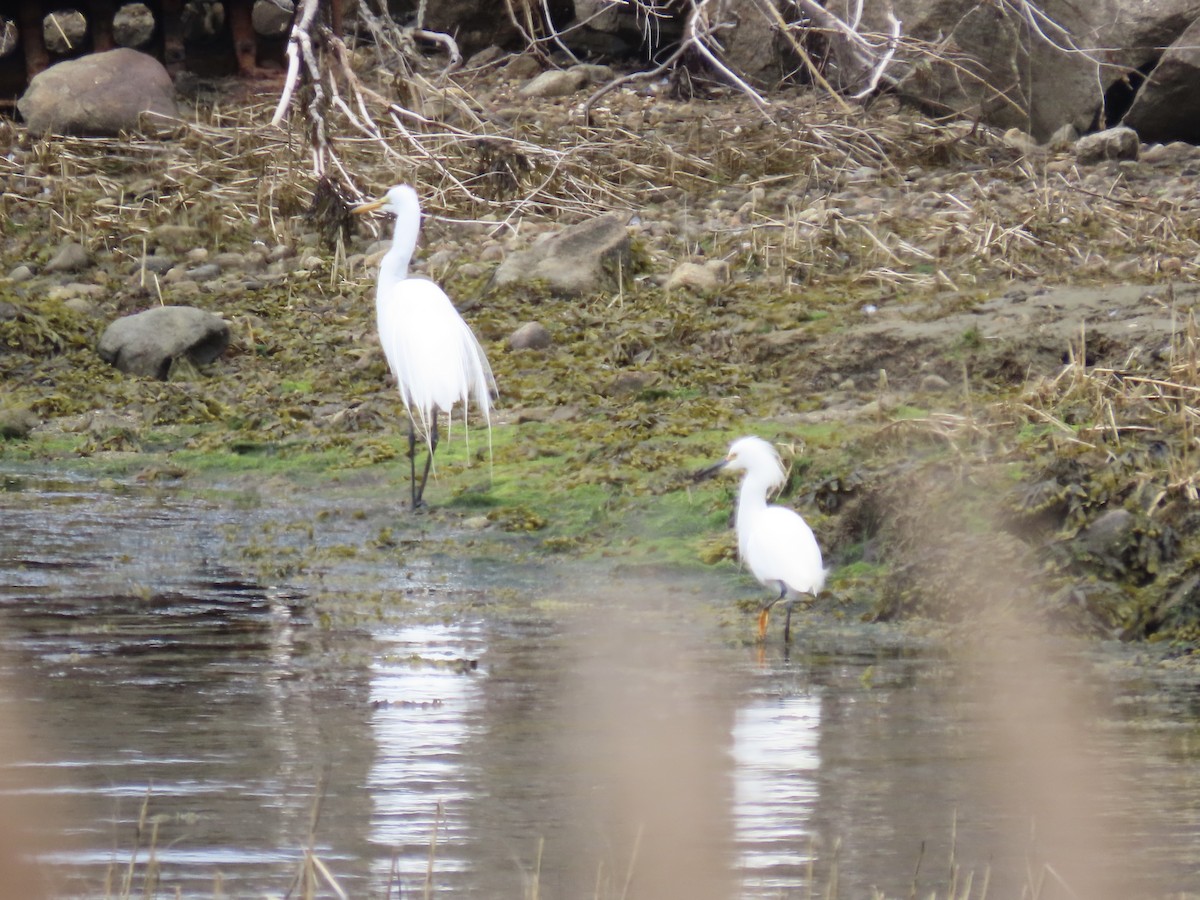 Snowy Egret - ML633569065