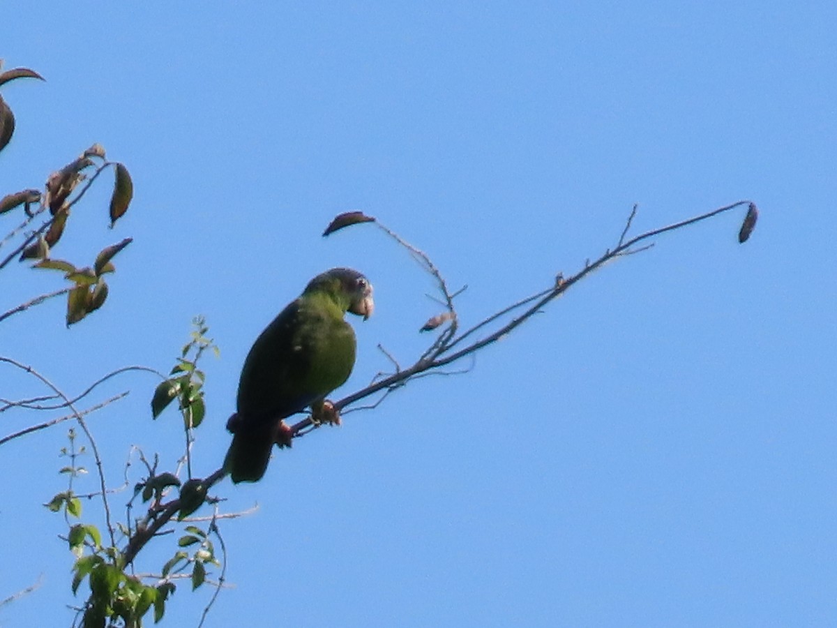 Hispaniolan Amazon - ML633569141